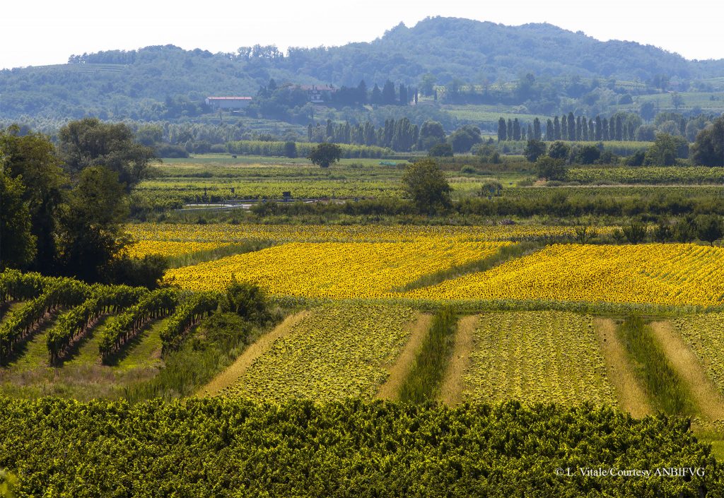 Girasoli_Luigi Vitale